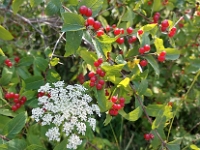 69629CrLe - Biking along the Tay Shore Rail Trail   Each New Day A Miracle  [  Understanding the Bible   |   Poetry   |   Story  ]- by Pete Rhebergen
